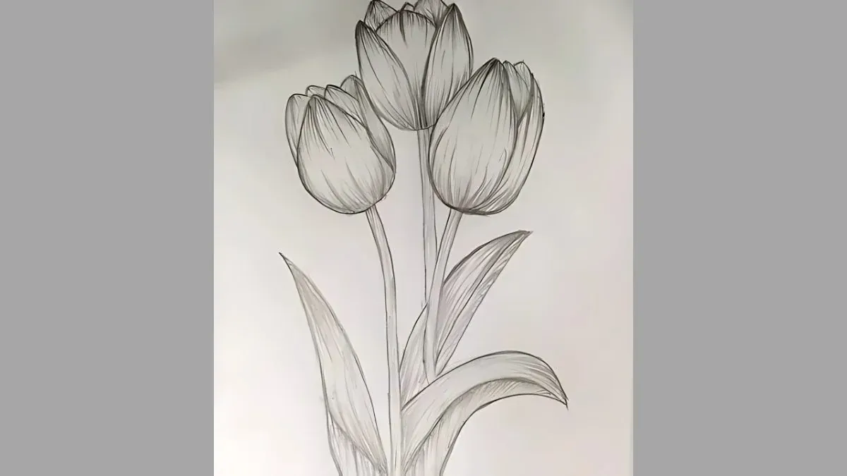 50+ ảnh vẽ hoa tulip đẹp nhất đầy cảm hứng · ảnh 1